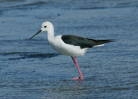 Black-winged Stilt Himantopus himantopus