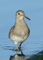 Pectoral Sandpiper Calidris melanotos