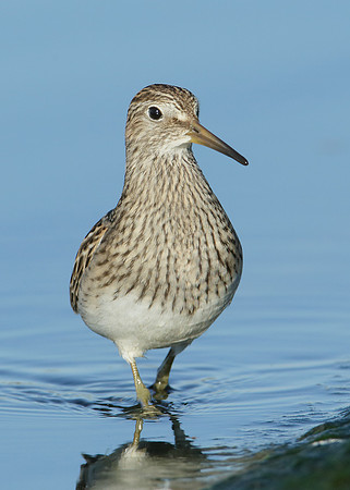 Pectoral Sandpiper Calidris melanotos