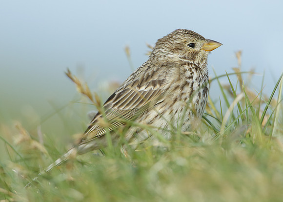 Corn Bunting Miliaria calandra