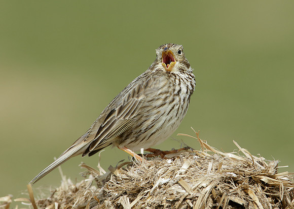 Corn Bunting Miliaria calandra