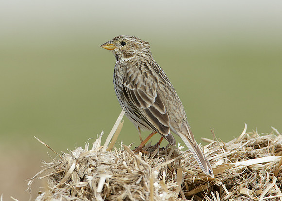 Corn Bunting Miliaria calandra