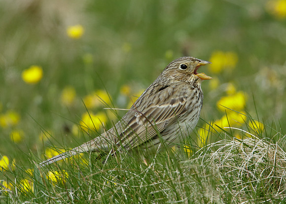 Corn Bunting Miliaria calandra