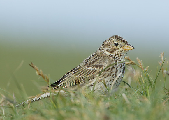 Corn Bunting Miliaria calandra
