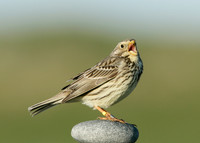 Corn Bunting Miliaria calandra