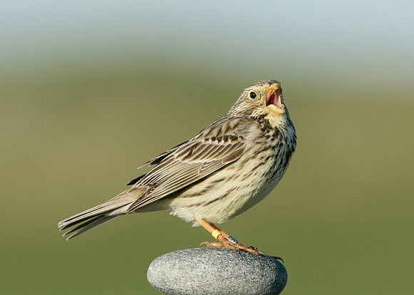 Corn Bunting Miliaria calandra