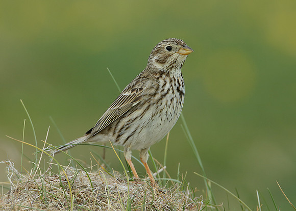 Corn Bunting Miliaria calandra