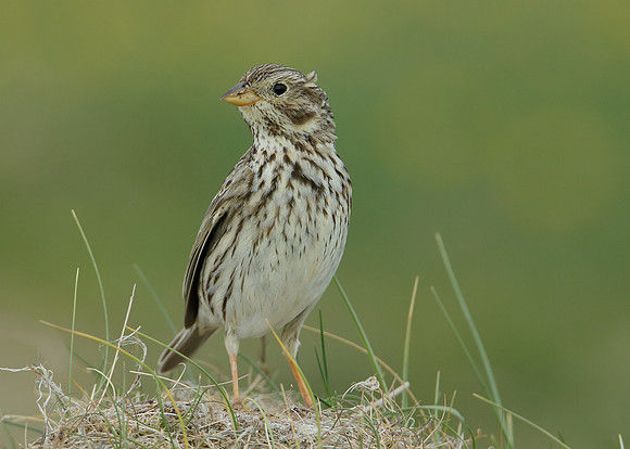 Corn Bunting Miliaria calandra