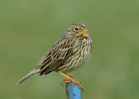 Corn Bunting Miliaria calandra
