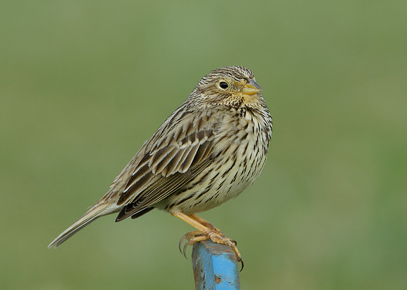 Corn Bunting Miliaria calandra