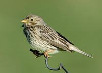 Corn Bunting Miliaria calandra