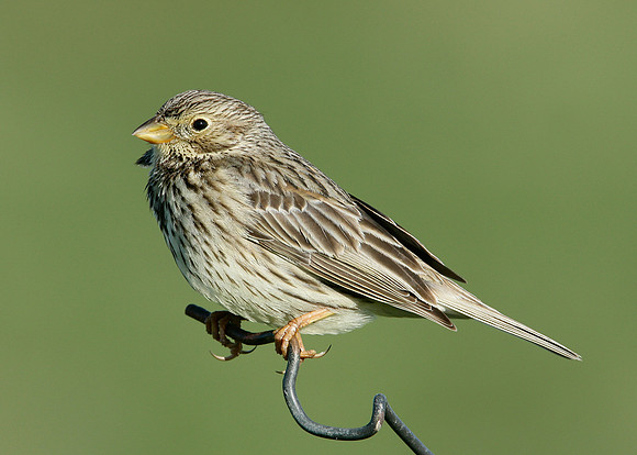 Corn Bunting Miliaria calandra