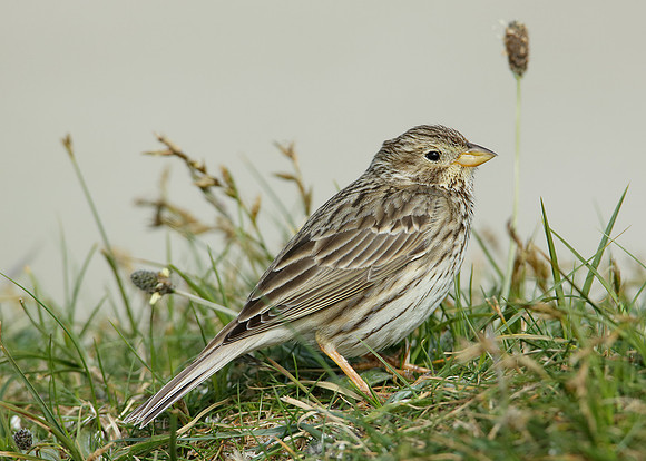 Corn Bunting Miliaria calandra