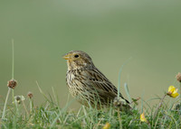 Corn Bunting Miliaria calandra