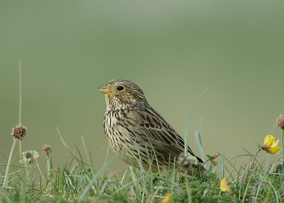 Corn Bunting Miliaria calandra