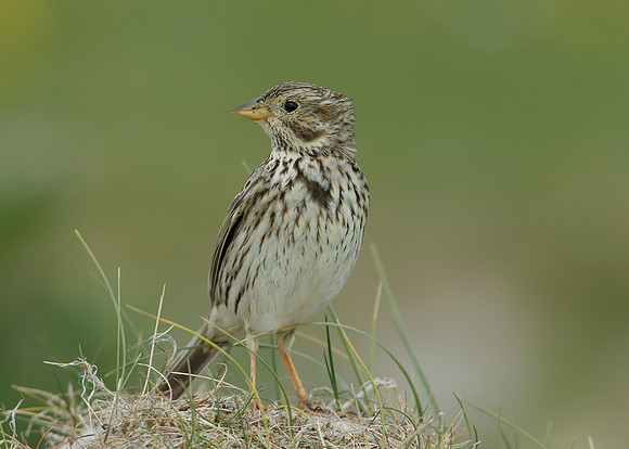 Corn Bunting Miliaria calandra