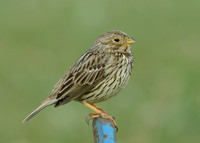 Corn Bunting Miliaria calandra