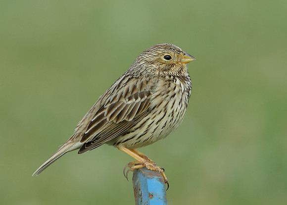 Corn Bunting Miliaria calandra