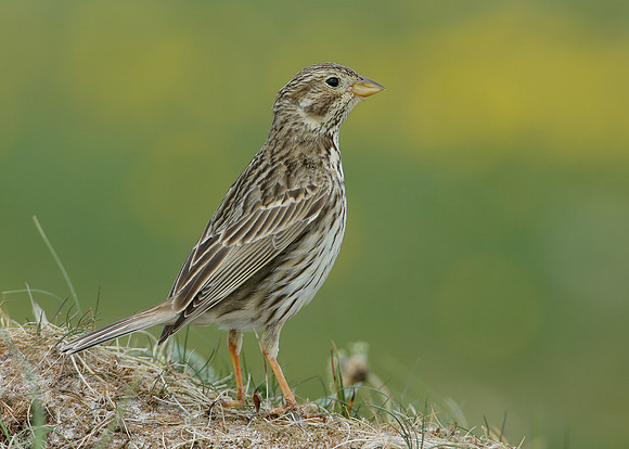 Corn Bunting Miliaria calandra