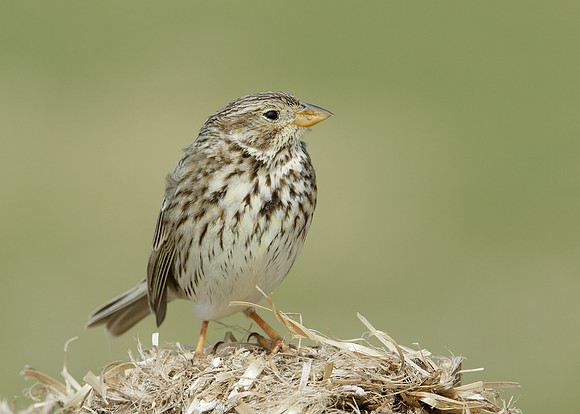 Corn Bunting Miliaria calandra