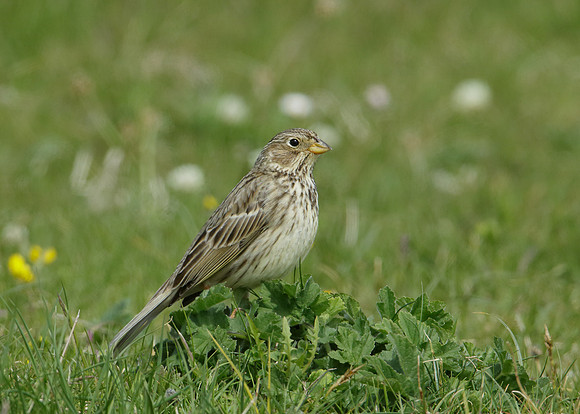 Corn Bunting Miliaria calandra