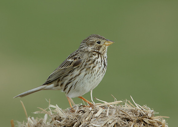 Corn Bunting Miliaria calandra
