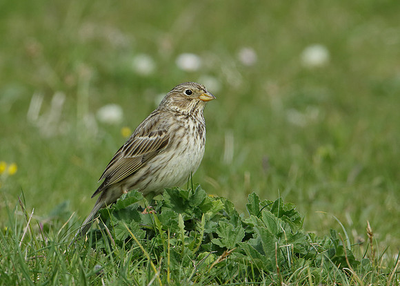 Corn Bunting Miliaria calandra