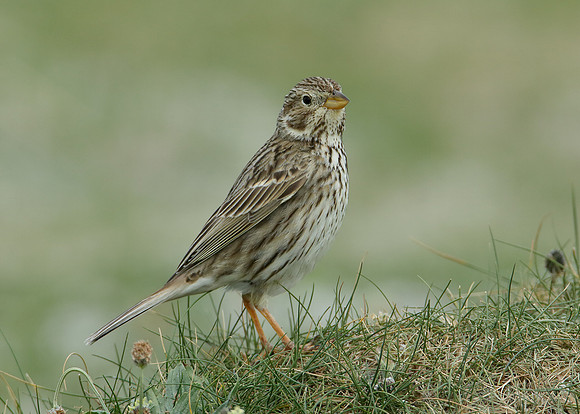 Corn Bunting Miliaria calandra