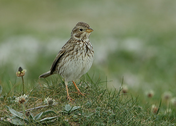 Corn Bunting Miliaria calandra