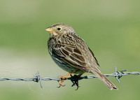 Corn Bunting Miliaria calandra