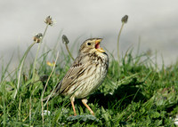 Corn Bunting Miliaria calandra