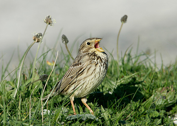 Corn Bunting Miliaria calandra