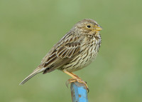 Corn Bunting Miliaria calandra
