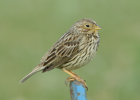 Corn Bunting Miliaria calandra