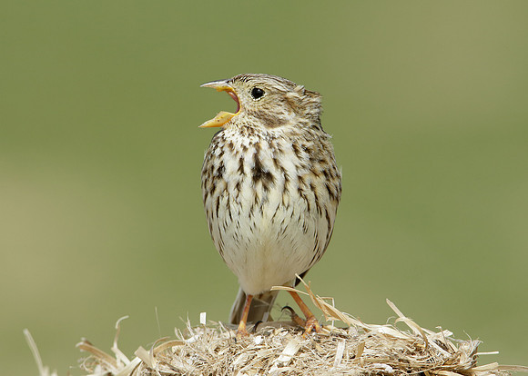 Corn Bunting Miliaria calandra