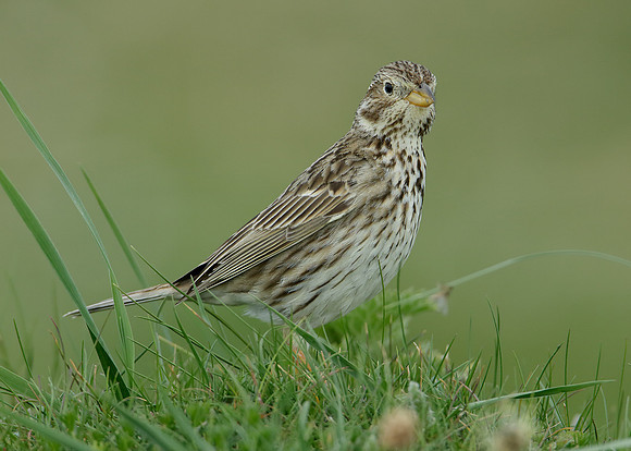 Corn Bunting Miliaria calandra