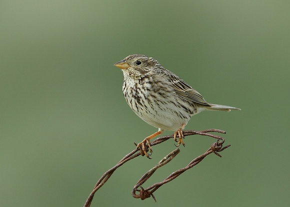 Corn Bunting Miliaria calandra