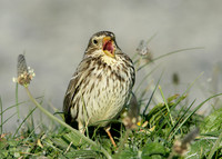 Corn Bunting Miliaria calandra