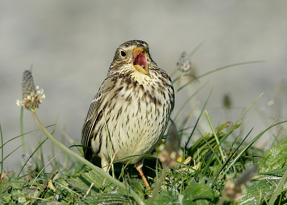 Corn Bunting Miliaria calandra