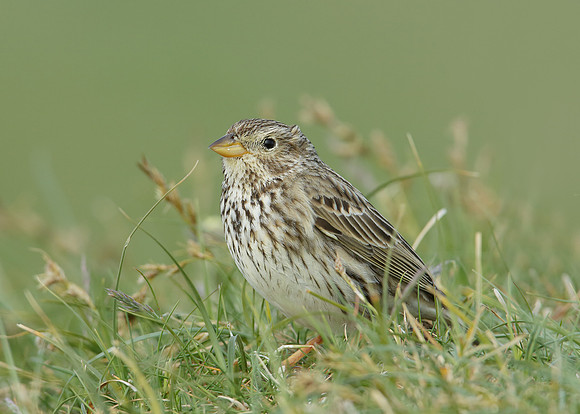 Corn Bunting Miliaria calandra