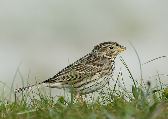 Corn Bunting Miliaria calandra