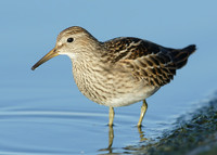 Pectoral Sandpiper Calidris melanotos