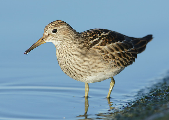 Pectoral Sandpiper Calidris melanotos