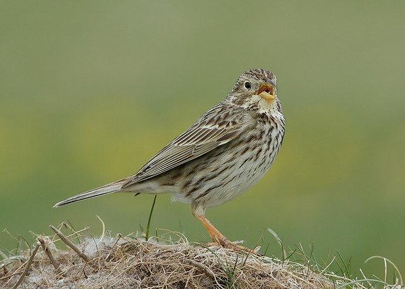 Corn Bunting Miliaria calandra