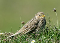 Corn Bunting Miliaria calandra
