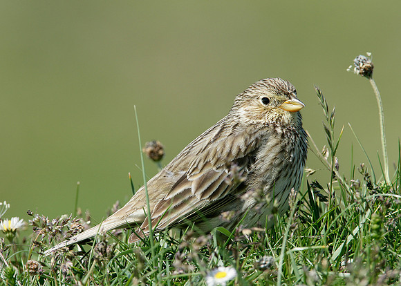 Corn Bunting Miliaria calandra