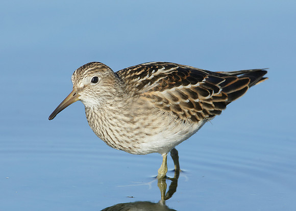 Pectoral Sandpiper Calidris melanotos