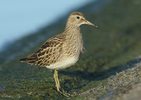 Pectoral Sandpiper Calidris melanotos