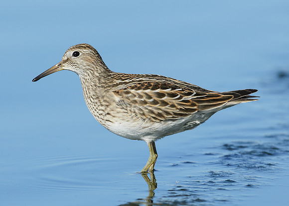 Pectoral Sandpiper Calidris melanotos