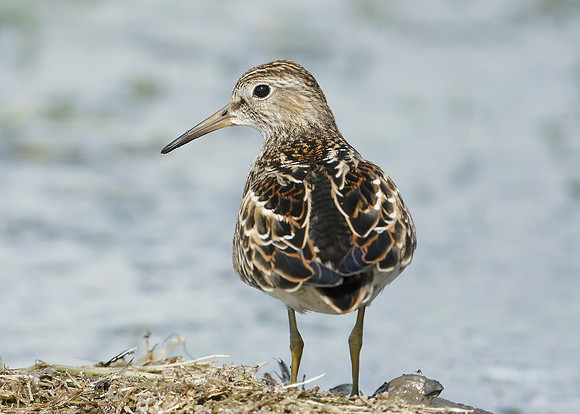 Pectoral Sandpiper Calidris melanotos